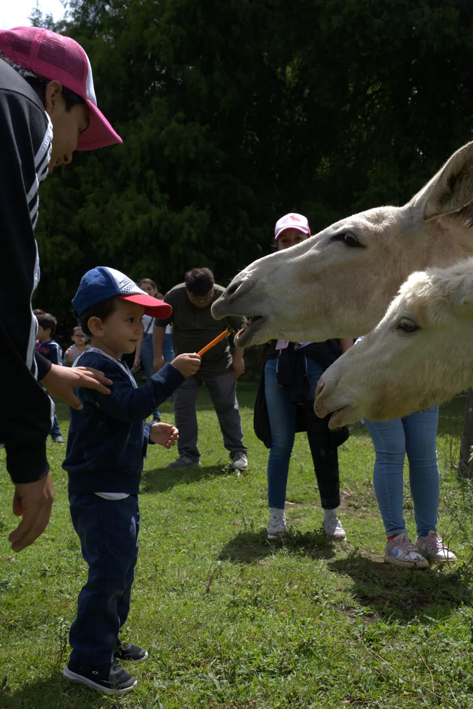 Alumno de Kiddies dando de comer a unas llamas durante una excursión al campo